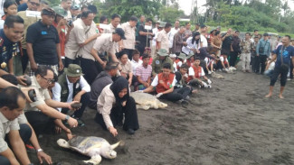 Pelepasliaran 200 Tukik di Pantai Saba Dukung Konservasi Penyu