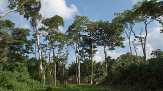 Kearifan Masyarakat Marena dalam Memeluk Hutan Adat Enrekang