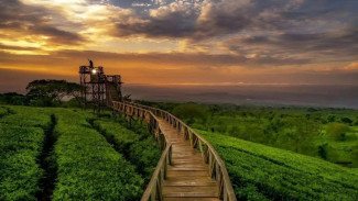 Bukit Kuneer Malang, Selfie di Kebun Teh 1.250 mdpl dengan Tiket Mulai Rp 10 Ribu