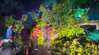 Pohon Tumbang di Jalan Denpasar-Gilimanuk, Lalu Lintas Sempat Macet Tiga Kilometer