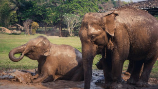 Mason Elephant Park & Lodge Merasakan Pengalaman Bermain Belajar Bersama Gajah di Bali