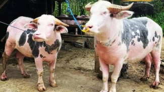 Candaan Pandji Soal Rambu Solo Terancam Sanksi Adat 50 Kerbau, Ini Perkiraan Harga Fantastisnya!