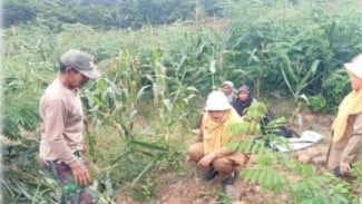 Kementan Kenalkan SPT2E, Cara Baru Bikin Lahan Jadi Pangan dan Sumber Energi Bersih