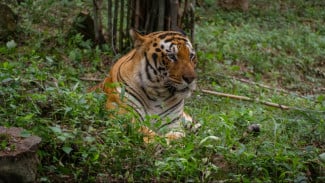 Pernah Dengar Inyiak Balang? Sosok Harimau yang Dihormati Orang Minang!