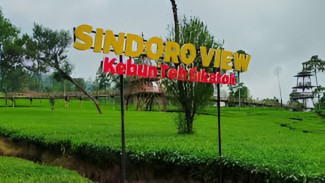 Menikmati Pesona Kebun Teh Sikatok, Wisata Alam Sejuk di Lereng Gunung Sindoro