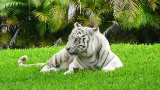 Onggoloco dan Pesan Abadi Sang Macan Putih Hutan Wonosadi