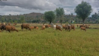 Desa di Bima Buat Aturan, Ternak Masuk Lahan Warga Didenda Rp 100 Ribu