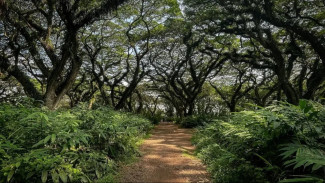 Wisata Hutan De Djawatan Banyuwangi, Lokasi, Daya Tarik, dan Tips Berkunjung