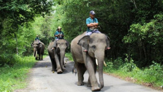 Gajah “Nisa” yang Viral Jadi Magnet Wisata Baru di Taman Nasional Way Kambas