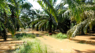 Kayu-Kayu Besar Berserakan di Sungai, Apkasindo Balik Serang Tuduhan Sawit Penyebab Banjir Sumatera