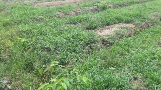 Akibat Sungai Dikeringkan, Ratusan Petani di Desa Bajulmati Dipaksa Panen Ilalang