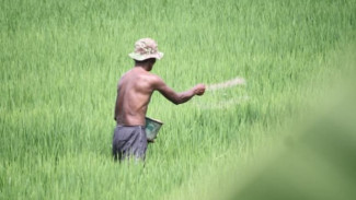 Kelangkaan Pupuk di Wongsorejo Bukan Sekadar Masalah Pasokan tapi Ada Dugaan Permainan!