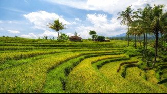 Refleksi Keindahan Sawah Terasering Jatiluwih dan Filosofi Subak