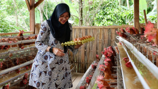 Produksi 20 Kg Telur per Hari, Desa Pakel Wujudkan Kemandirian Pangan