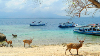 Pulau Menjangan, Surga Bahari di Bali Barat yang Wajib Dikunjungi