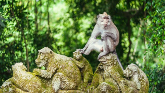 Harga Tiket dan Panduan Lengkap Wisata Monkey Forest Ubud
