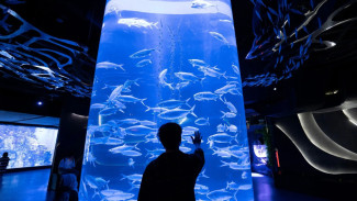 Tiket Masuk Jakarta Aquarium Neo Soho 2025 Lengkap dengan Aktivitas & Waktu Kunjungan