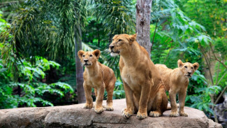 Harga Tiket & Panduan Lengkap Wisata Bali Zoo