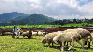 Menggala Ranch Banyumas, Wisata Edukasi & Alam yang Cocok untuk Keluarga