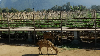 Hutan Desa Magelang, Keindahan Wisata Alam Hijau untuk Healing dan Rekreasi