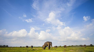 Menjelajahi Way Kambas, Rumah Terakhir Gajah Sumatera
