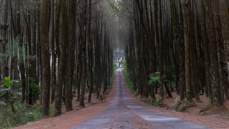 Hutan Pinus Kragilan Magelang, Destinasi Wisata Alam Favorit dengan Panorama Instagramable