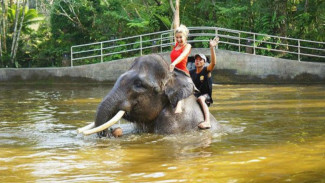 Atraksi Gajah Dilarang BKSDA, Wisata Bali Resah dan Lembaga Konservasi Terancam Bangkrut