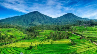 Desa Wisata Jatiluwih Tabanan Kembali Hidup, Kunjungan Wisatawan Bangkit Setelah Terjun Bebas 80 Persen