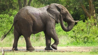 Bali Zoo Hentikan Program Gajah Tunggang, Kemenhut Perkuat Aturan Kesejahteraan Satwa