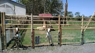 Sui Farm Malang, Wisata Alam Keluarga dengan Spot Edukasi dan Aktivitas Seru