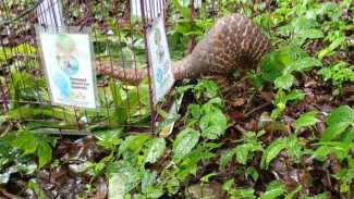 BKSDA Bali Selamatkan Trenggiling Langka, Stop Perburuan Satwa Dilindungi!