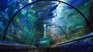 Menjelajahi Keajaiban Samudra di Sea World Ancol