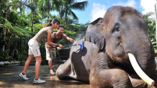 Sempat Kena SP dari BKSDA Bali, Mason Elephant Park Akhirnya Setop Atraksi Gajah Tunggang