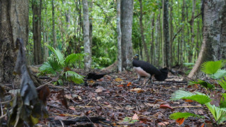 Explore Hungayono, Surga Wisata Alam Ekologi dengan Sanctuary Maleo di Bone Bolango