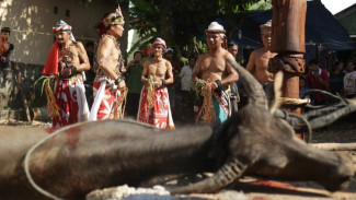 Penyembuhan Penyakit pada Belian Bawo Kutai Barat