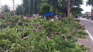 Demi Estetika KDMP Bajulmati, 3 Pohon Perindang Jalan Pantura Dibabat Habis Hingga Akar
