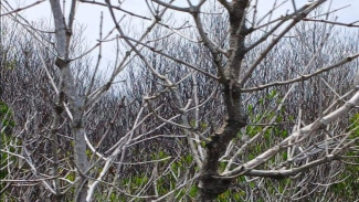 Ratusan Mangrove di Benoa Mati, Diduga Akibat Pipa Pertamina Bocor