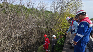 Pascaratusan Mangrove di Benoa Mati, Pertamina Pastikan Tak Ada Tumpahan BBM Saat Pengecekan Awal