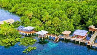 Hutan Mangrove Desa Budo Minut Destinasi Edukatif dan Alam Asri di Sekitar Manado