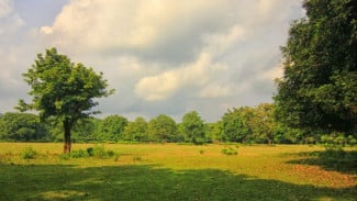 Pesona Padang Rumput Cidaon di Kawasan Ujung Kulon