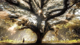 De Djawatan Benculuk, Hutan Trembesi Raksasa Bernuansa Fantasi di Banyuwangi