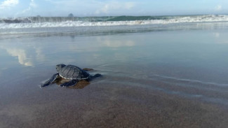 Pantai Sukamade Banyuwangi, Wisata Konservasi Penyu dengan Sensasi Petualangan Alam Liar