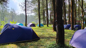 Hutan Pinus Songgon Banyuwangi, Wisata Sejuk dengan Nuansa Pegunungan yang Menenangkan
