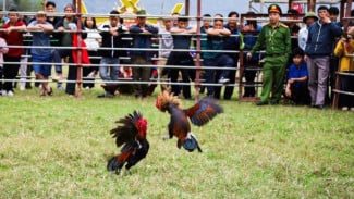 Nyali Besar Penjudi Wongsorejo: Digerebek Rabu, Sabtu Sudah Buka Lagi!
