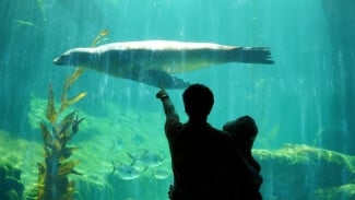 Belajar Sambil Berlibur, Marine Safari Bali Suguhkan Petualangan Seru di Dunia Bawah Laut