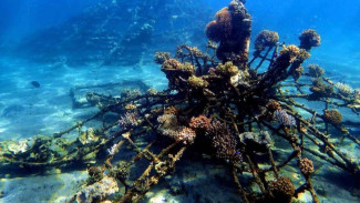 Biorock Pemuteran, Fakta Menarik Proyek Restorasi Karang Terbesar di Dunia yang Ada di Bali