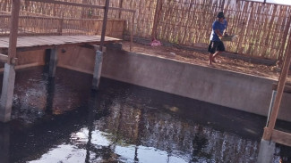 Model Pengelolaan Ideal BUMDes Bajulmati, Kombinasi Bebek Petelur dan Ikan Lele