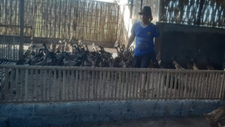 Panen Melimpah, Bebek Petelur Bumdes Bajulmati Hasilkan 400 Butir Telur Per Hari