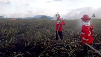 Kalimantan Dikepung Ribuan Titik Panas, Kenapa Karhutla Makin Sulit Dikendalikan?