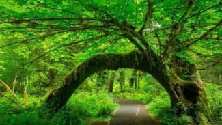 Weekend Mau Recharge? Jalan-Jalan ke Tempat Hijau Bisa Bikin Pikiran Lebih Segar